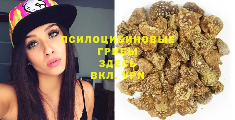 Галлюциногенные грибы Psilocybe  Татарск 